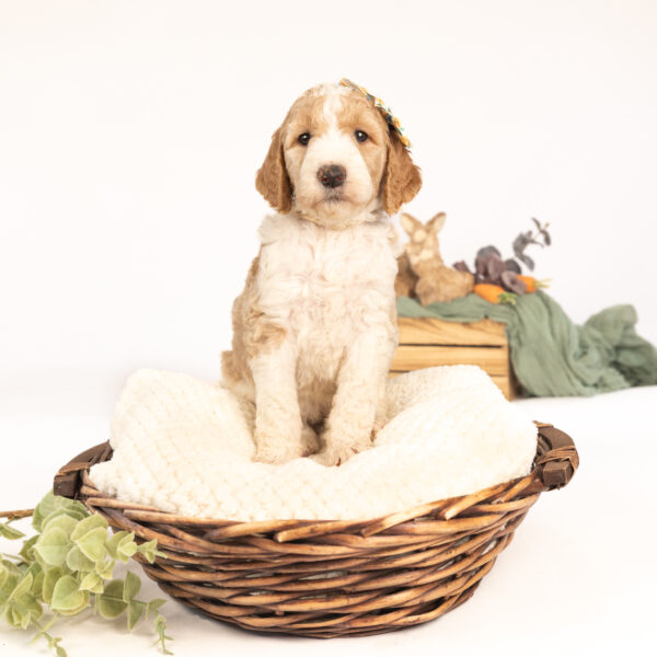 Flopsy - Image 2