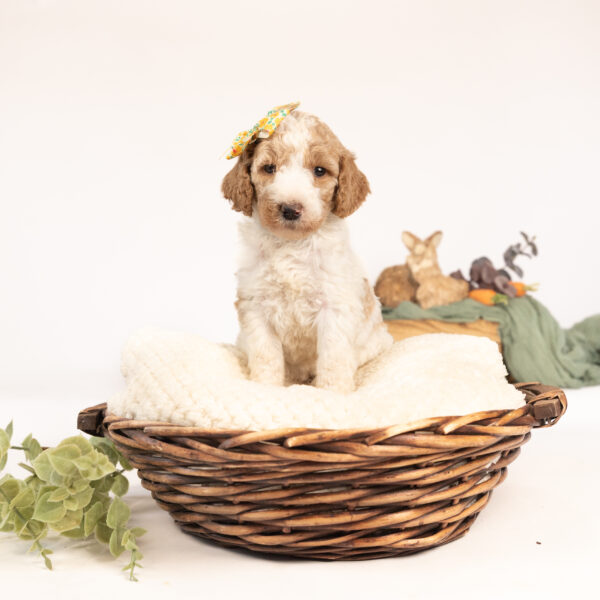 Mopsy - Image 2