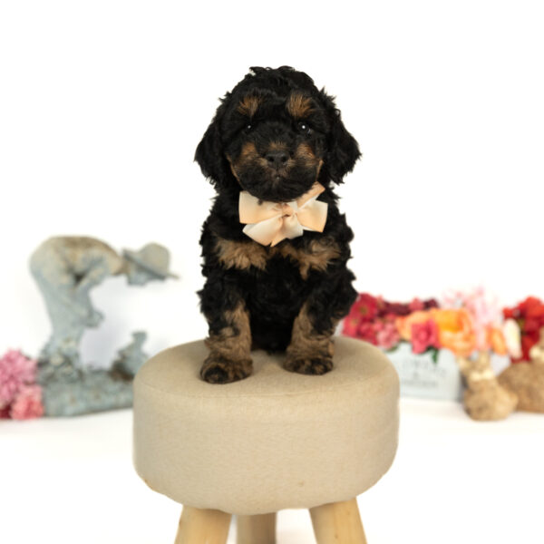 Colin - Image 3