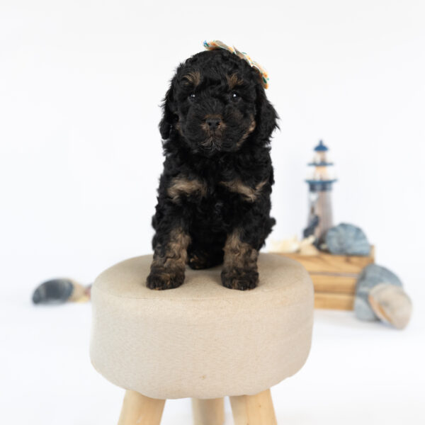 Winifred - Image 2