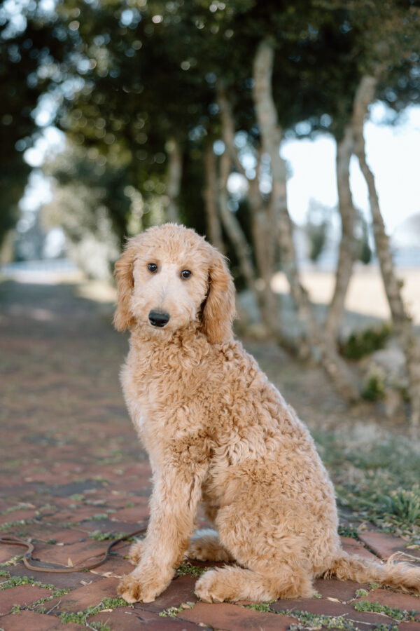 Lucy - Image 3