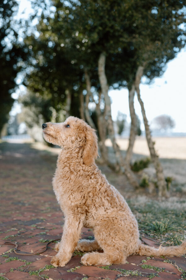 Lucy - Image 2
