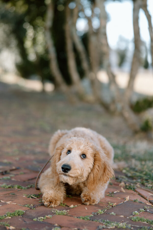 Lucy - Image 4