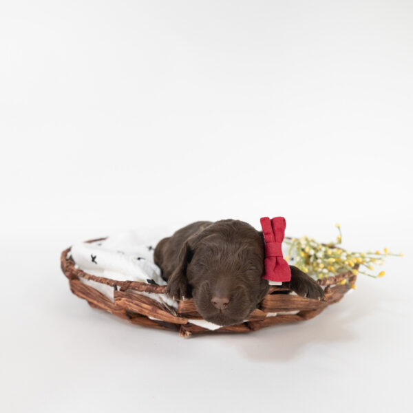 Reese - Image 3
