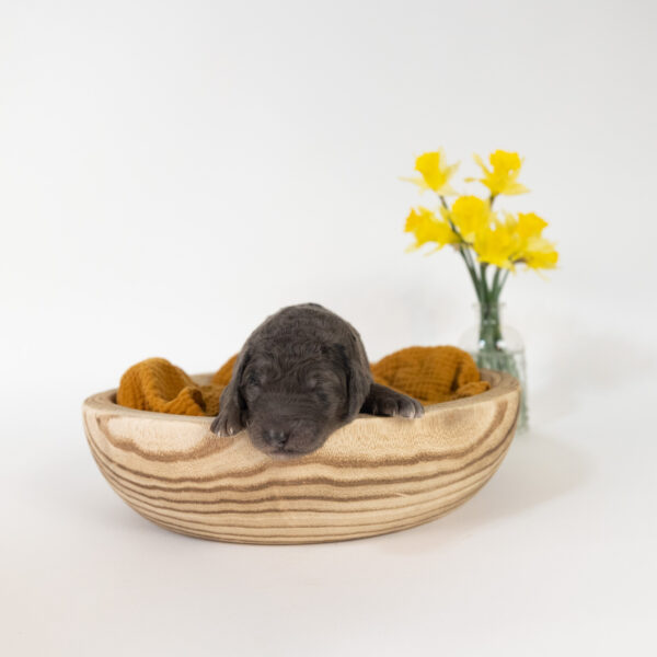 Robin - Image 9