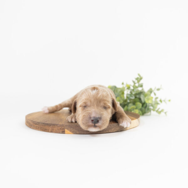 Rosemary - Image 6