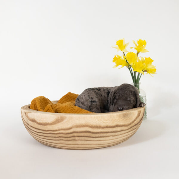 Robin - Image 8