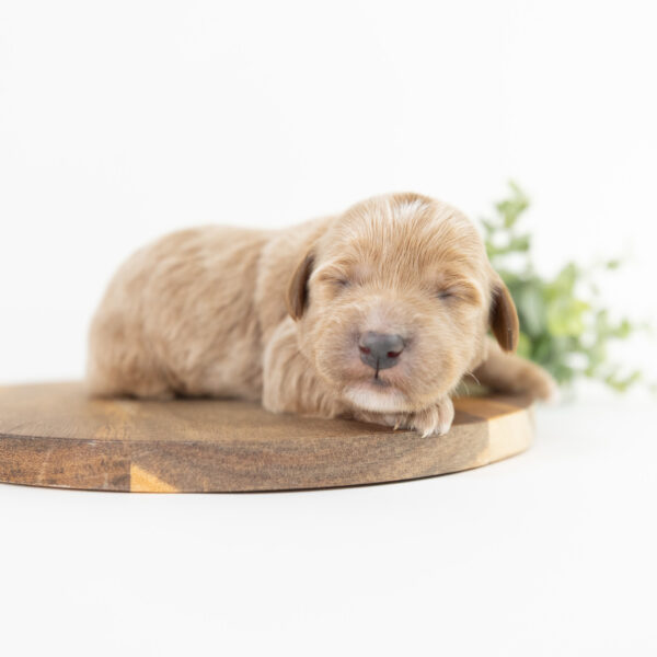 Rosemary - Image 4