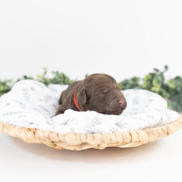 Reese - Image 5