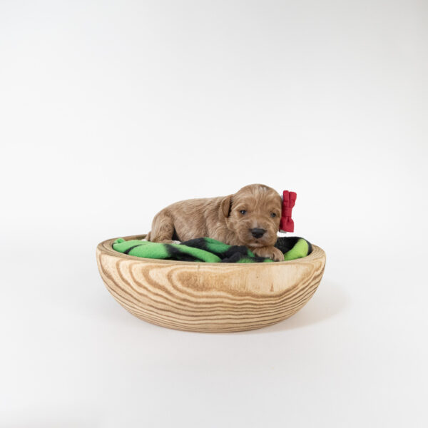 Rosemary - Image 3