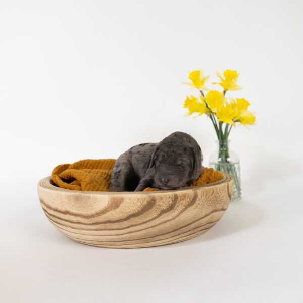 Robin - Image 10