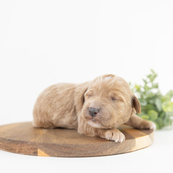 Rosemary - Image 7