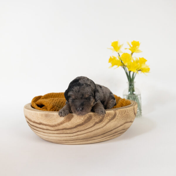 Sprout - Image 7