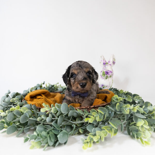 Sprout - Image 2