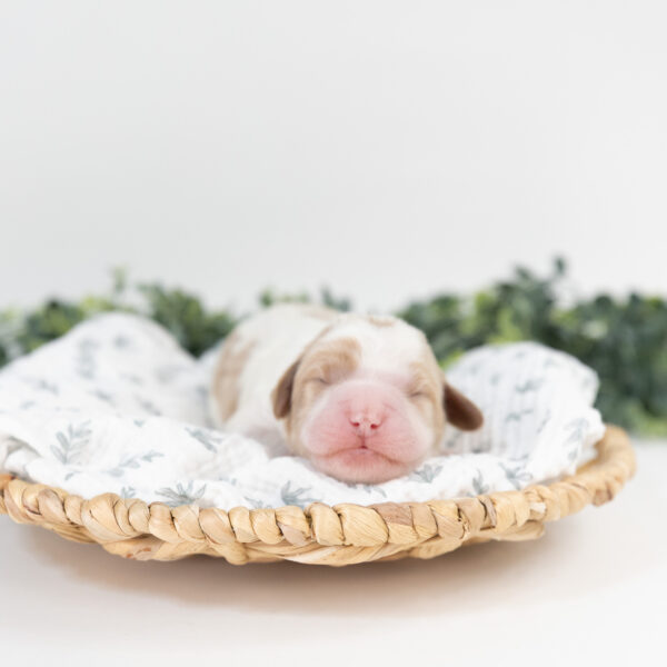 Strudel - Image 4