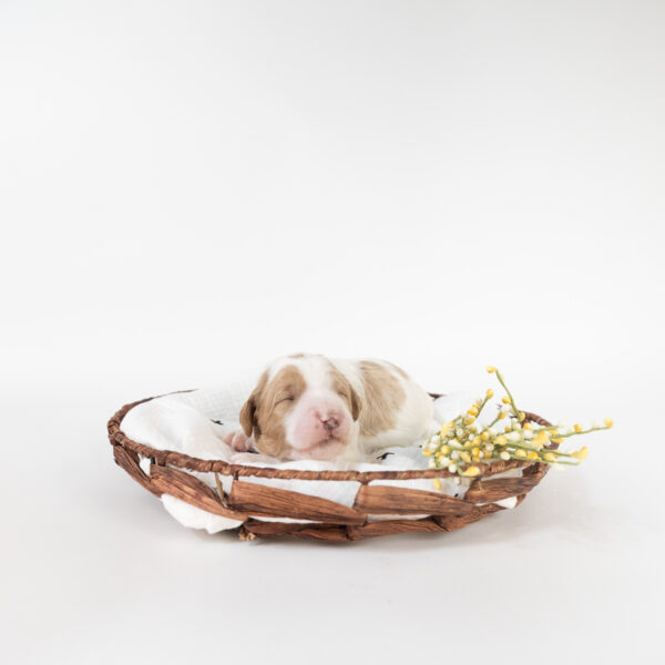 Strudel - Image 3