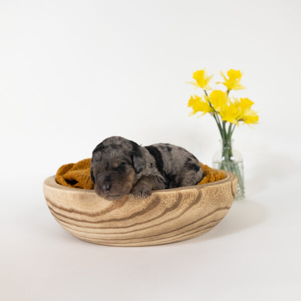 Sprout - Image 5