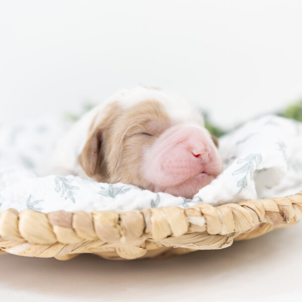Strudel - Image 5