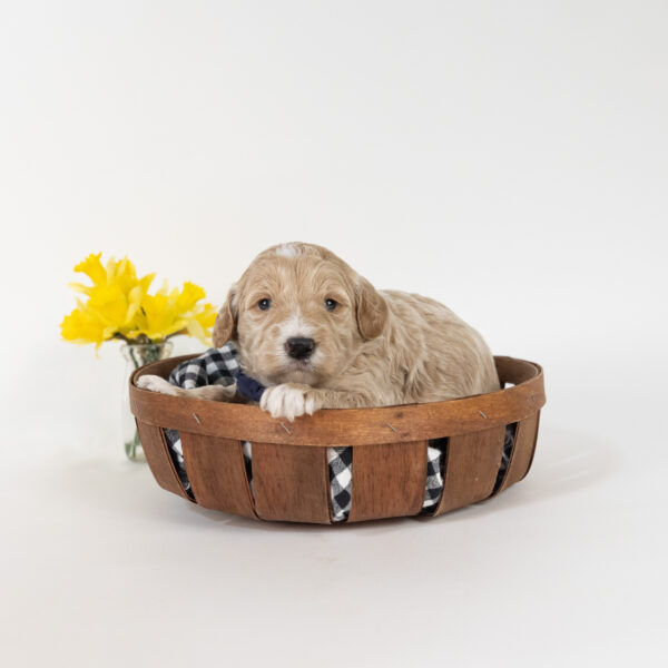 Saffron - Image 2