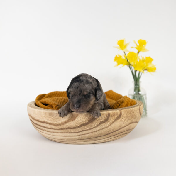 Sprout - Image 8