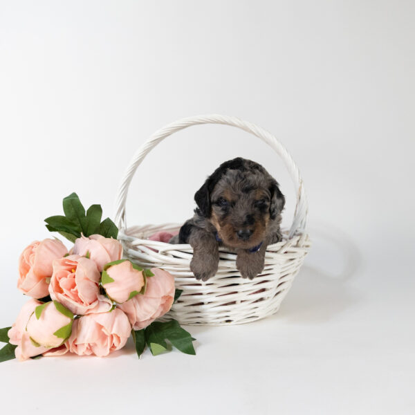 Sprout - Image 3