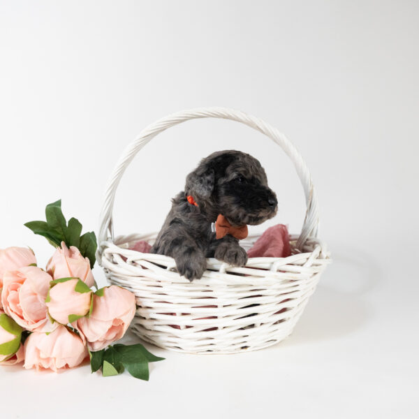 Thumper - Image 5