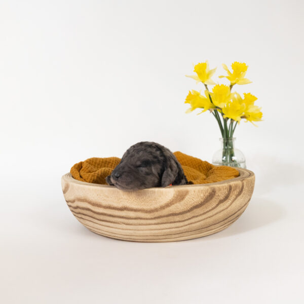 Thumper - Image 8