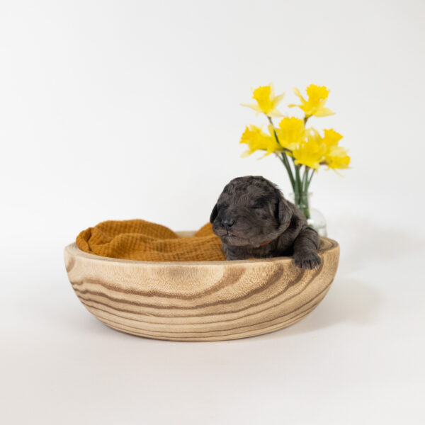 Thumper - Image 10