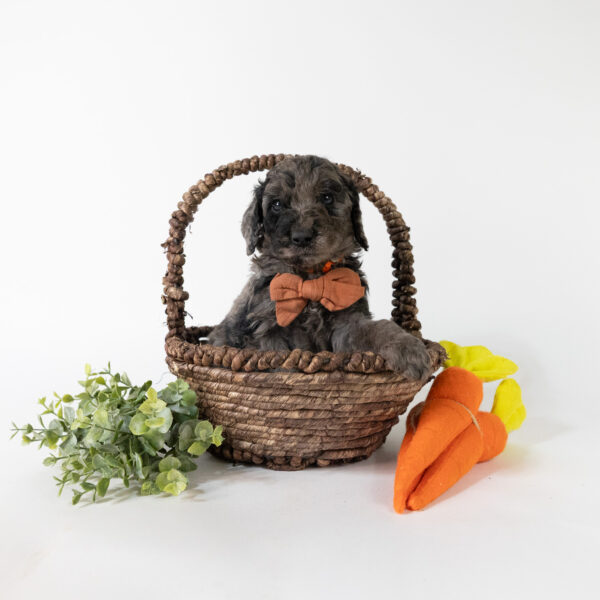 Thumper - Image 3