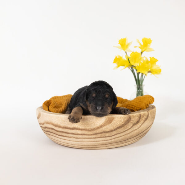 Wren - Image 8