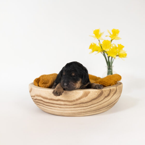 Wren - Image 6