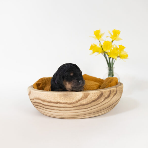 Wren - Image 5