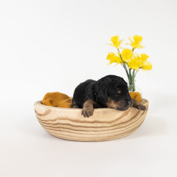 Wren - Image 7