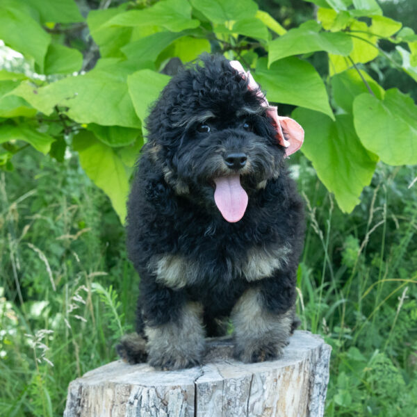 Winifred - Image 2