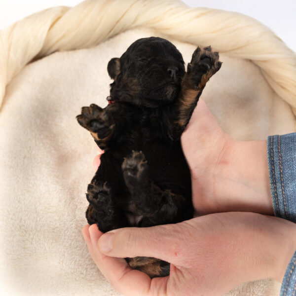 Winifred - Image 2