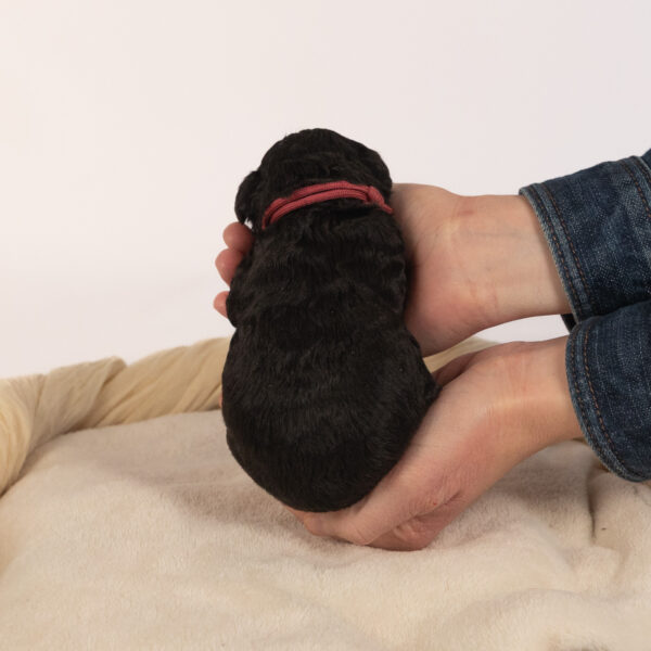Winifred - Image 3