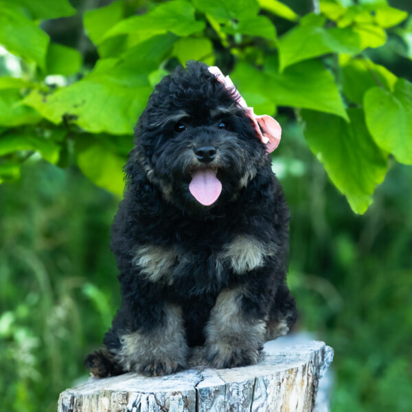 Winifred