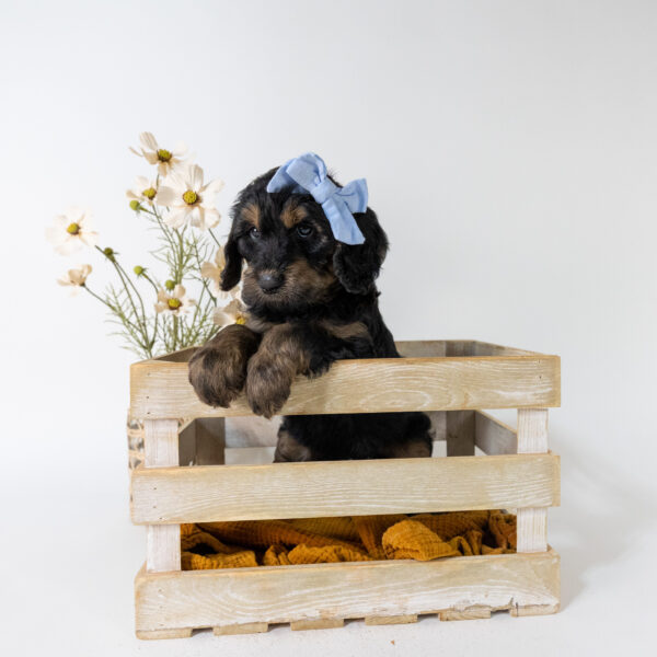April - Image 2