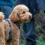 Brown curly haired puppy standing looking away. Rear view of a shaggy dog in the park with a blue harness and people behind.