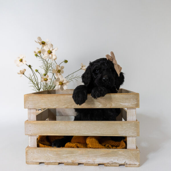 Cottontail - Image 2