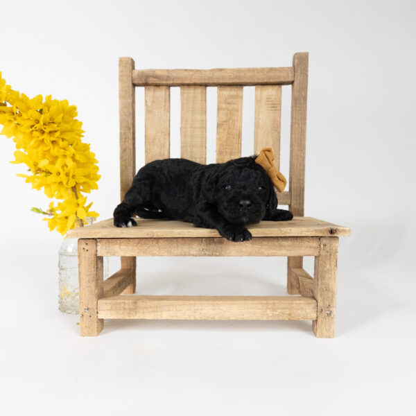 Cottontail - Image 4