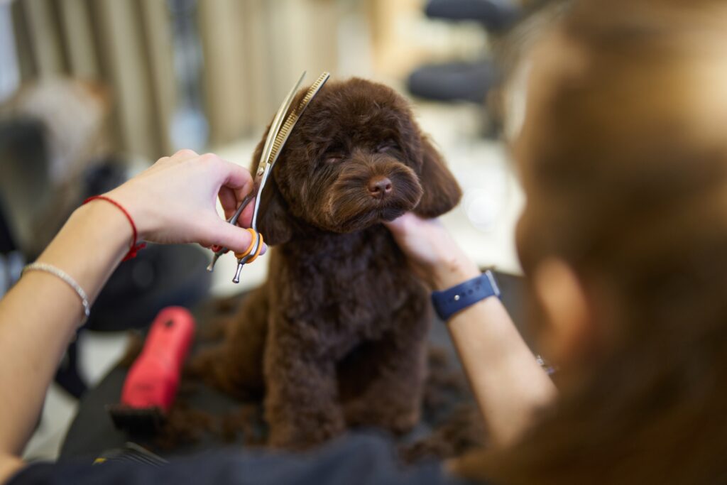 Brown puppy getting groomed by a stylist in a pet grooming salon
