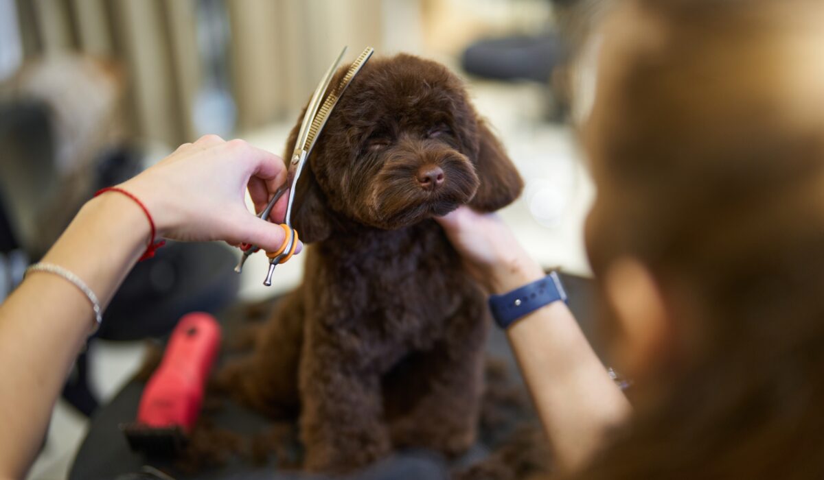 Brown puppy getting groomed by a stylist in a pet grooming salon