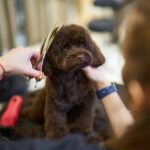 Brown puppy getting groomed by a stylist in a pet grooming salon