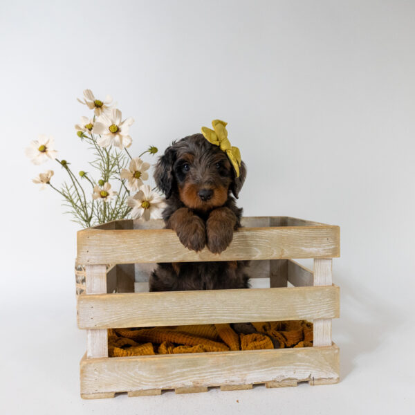 Gardenia - Image 2