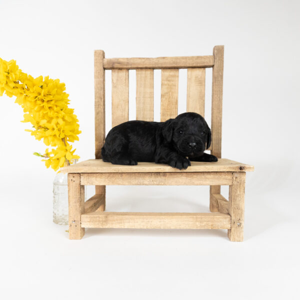 Jellybean - Image 4