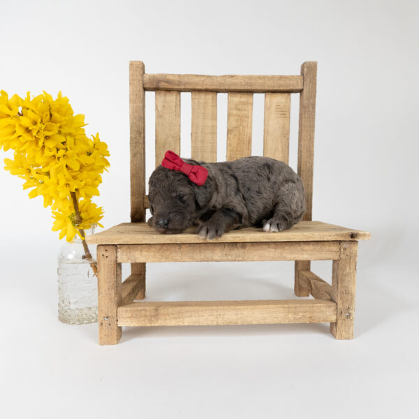Robin - Image 6