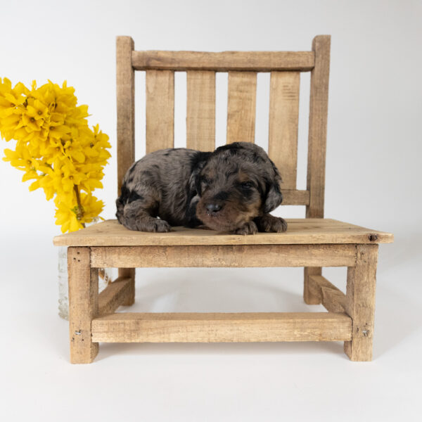 Sprout - Image 4
