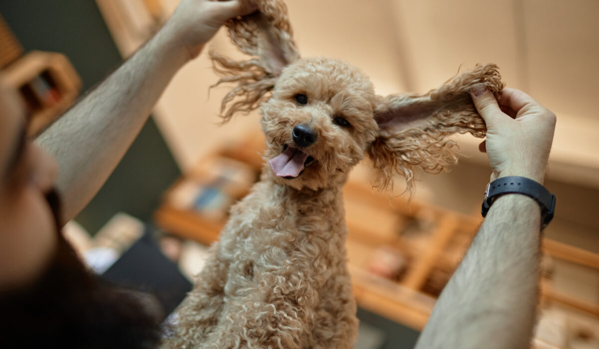 Person playfully stretching ears of fluffy poodle, creating humorous and joyful expression in indoor setting with blurred background