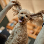 Person playfully stretching ears of fluffy poodle, creating humorous and joyful expression in indoor setting with blurred background